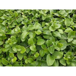 Garden basics 12x Vinca major 'Alba' - ↕10-25cm - Ø9cm (48011)