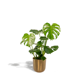 Monstera Deliciosa - ↨80cm - Ø21cm + Pot Mayk Gold (8720634289818)