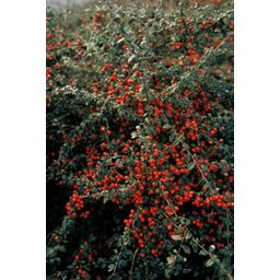 Garden basics 60x Cotoneaster suec. 'Coral Beauty' - ↕10-25cm - Ø9cm (46903)