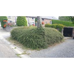 Garden basics 60x Cotoneaster suec. 'Coral Beauty' - ↕10-25cm - Ø9cm (46903)