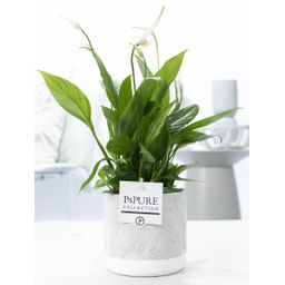 Spathiphyllum In P&PURE Jade Ceramics (53407)