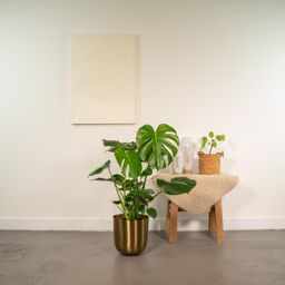 Monstera Deliciosa - ↨80cm - Ø21cm + Pot Mayk Gold (8720634289818)