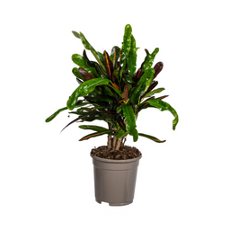 Codiaeum 'Croton' Mamey Ø17cm - ↕40 (4250308316907)