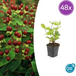 Garden basics 48x Hypericum inodorum 'Beauty' - ↕10-25cm - Ø9cm (50445)