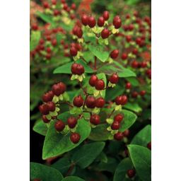 Garden basics 48x Hypericum inodorum 'Beauty' - ↕10-25cm - Ø9cm (50445)