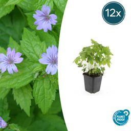 Garden basics 12x Geranium nodosum - ↕10-25cm - Ø9cm (47807)