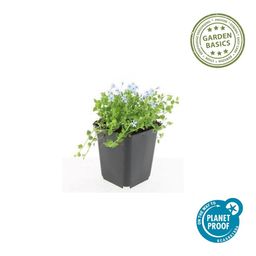 Garden basics 6x Isotoma fluviatilis 'Alba'- ↕10-25cm - Ø9cm (47866)