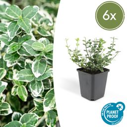 Garden basics 6x Euonymus fort. 'Emerald Gaiety' - ↕10-25cm - Ø9cm (46904)