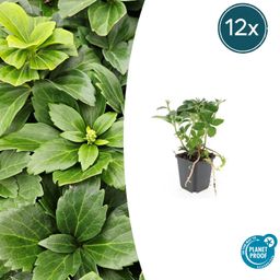 Garden basics 12x Pachysandra terminalis - ↕10-25cm - Ø9cm (46965)
