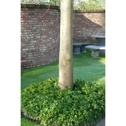 Garden basics 12x Pachysandra terminalis - ↕10-25cm - Ø9cm (46965)