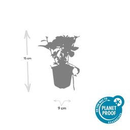 Garden basics 12x Pachysandra terminalis - ↕10-25cm - Ø9cm (46965)