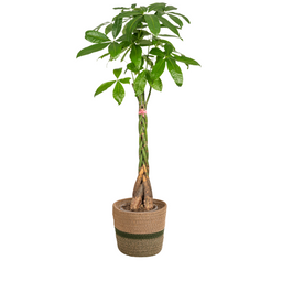 Pachira Aquatica met mand Ø24cm - ↕120 (48772)