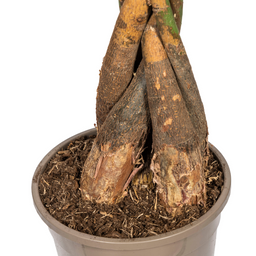 Pachira Aquatica met mand Ø24cm - ↕120 (48772)