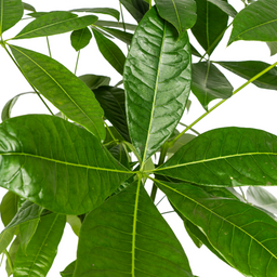 Pachira Aquatica met mand Ø24cm - ↕120 (48772)