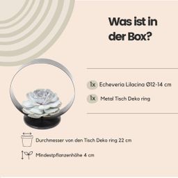 Rootless by aloe demi ROOTLESS Succulent Echeveria Lilacina op Deco tafelstandaard Ø20 cm (8721001420254)