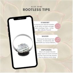 Rootless by aloe demi ROOTLESS Succulent Echeveria Lilacina op Deco tafelstandaard Ø20 cm (8721001420254)