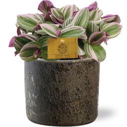 Tradescantia Nanouk - Maas Pot D16x14cm - Bruin (42201)