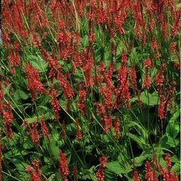 Garden basics 12x Persicaria amplexicaulis - ↕10-25cm - Ø9cm (47961)