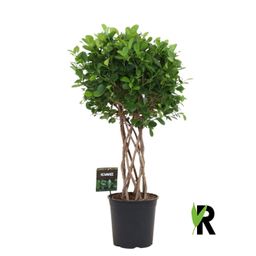 Ficus Moclame gevlochten cilinder - 120 cm (46058)