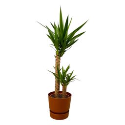 Yucca - ↨100cm - Ø21cm inclusief elho Greenville Round bruin D24xH23 (8721081602045)