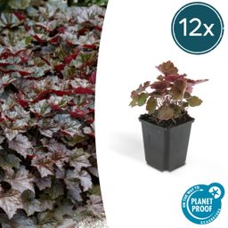 Garden basics 12x Heuchera mic. 'Palace Purple' - ↕10-25cm - Ø9cm (46935)