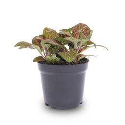 Fittonia red - Mosaic plant - potmaat 8 (8720872022512)