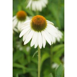 Garden basics 48x Echinacea p. 'White Swan' - ↕10-25cm - Ø9cm (50401)