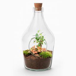 Open terrarium John - Bonsai & Ruby Lime ↑ 30 cm (8720872025391)