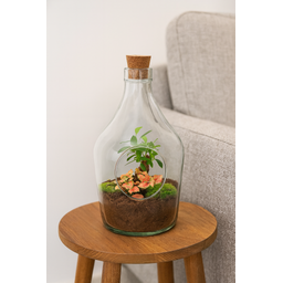 Open terrarium John - Bonsai & Ruby Lime ↑ 30 cm (8720872025391)