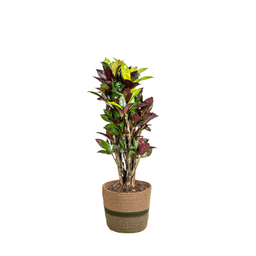 Codiaeum 'Croton' Iceton met mand Ø21cm - ↕60 (48780)