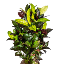 Codiaeum 'Croton' Iceton met mand Ø21cm - ↕60 (48780)
