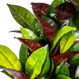 Codiaeum 'Croton' Iceton met mand Ø21cm - ↕60 (48780)