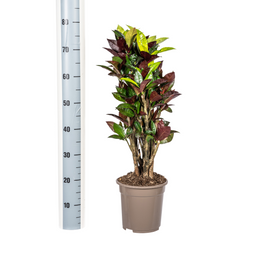 Codiaeum 'Croton' Iceton met mand Ø21cm - ↕60 (48780)