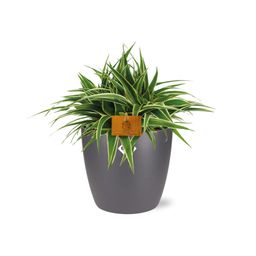 Chlorophytum Ocean 15cm in ELHO brussels 16cm round anthracite (22744)