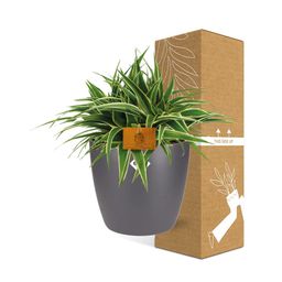 Chlorophytum Ocean 15cm in ELHO brussels 16cm round anthracite (22744)