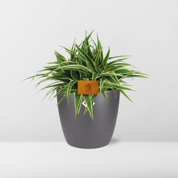 Chlorophytum Ocean 15cm in ELHO brussels 16cm round anthracite (22744)