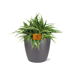 Chlorophytum Ocean 15cm in ELHO brussels 16cm round anthracite (22744)