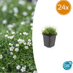 Garden basics 24x Sagina subulata - ↕10-25cm - Ø9cm (50593)