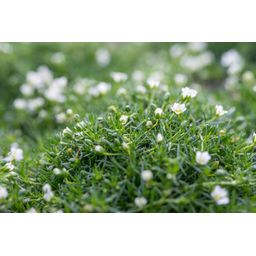 Garden basics 24x Sagina subulata - ↕10-25cm - Ø9cm (50593)