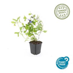 Garden basics 48x Ceratostigma plumbaginoides - ↕10-25cm - Ø9cm (50279)