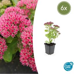Garden basics 6x Sedum 'Herbstfreude' - ↕10-25cm - Ø9cm (47995)
