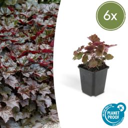 Garden basics 6x Heuchera mic. 'Palace Purple' - ↕10-25cm - Ø9cm (46934)