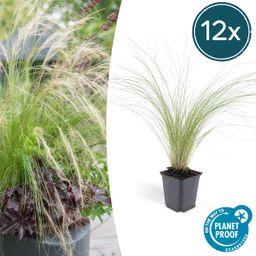 Garden basics 12x Stipa tenuissima 'Ponytails' - ↕10-25cm - Ø9cm (46991)
