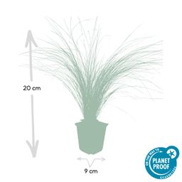 Garden basics 12x Stipa tenuissima 'Ponytails' - ↕10-25cm - Ø9cm (46991)