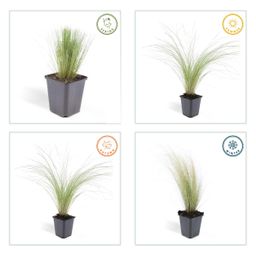 Garden basics 12x Stipa tenuissima 'Ponytails' - ↕10-25cm - Ø9cm (46991)