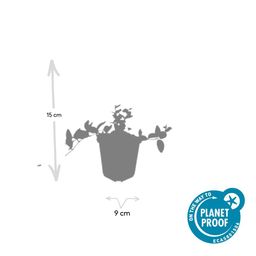 Garden basics 60x Vinca minor 'Argenteovariegata' - ↕10-25cm - Ø9cm (48024)