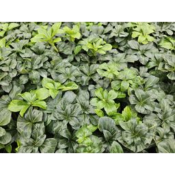Garden basics 24x Pachysandra term. 'Green Sheen' - ↕10-25cm - Ø9cm (50488)