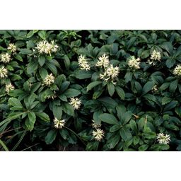 Garden basics 24x Pachysandra term. 'Green Sheen' - ↕10-25cm - Ø9cm (50488)