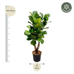 Ficus Lyrata vertakt XL - 200cm - ø34 (8721055693505)