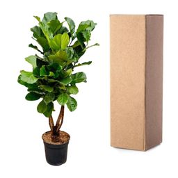 Ficus Lyrata vertakt XL - 200cm - ø34 (8721055693505)